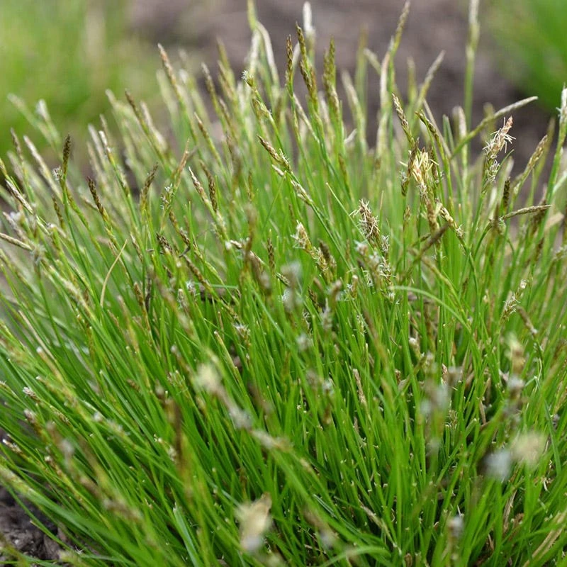 White Tinged Sedge - Image 4