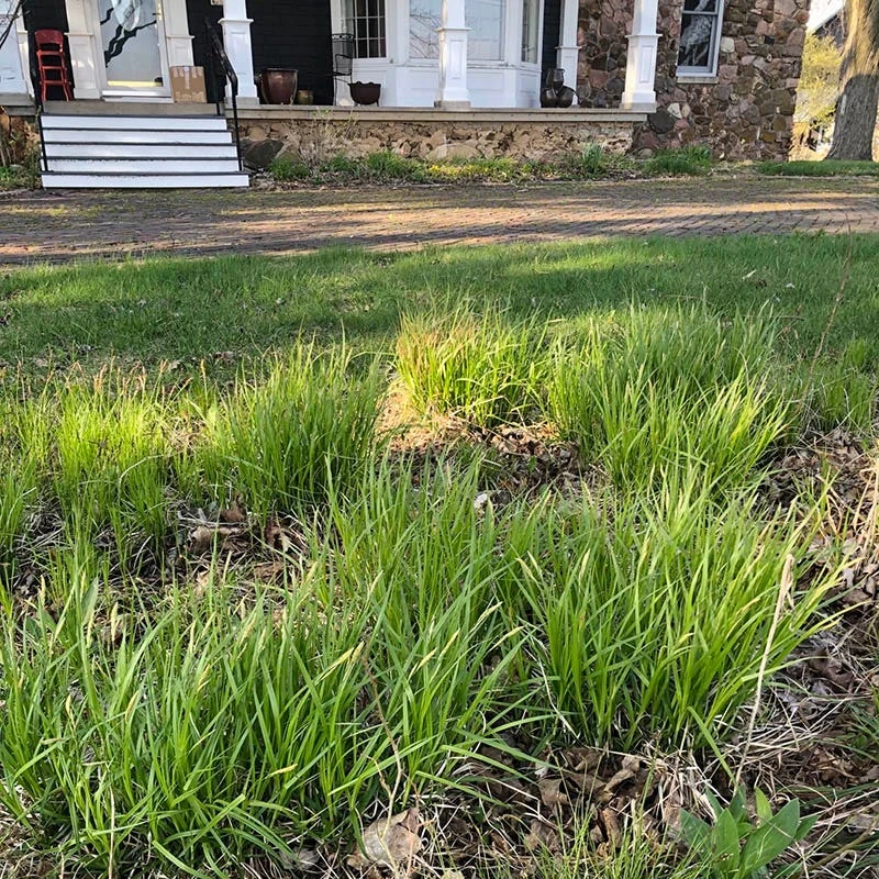 White Tinged Sedge - Image 2