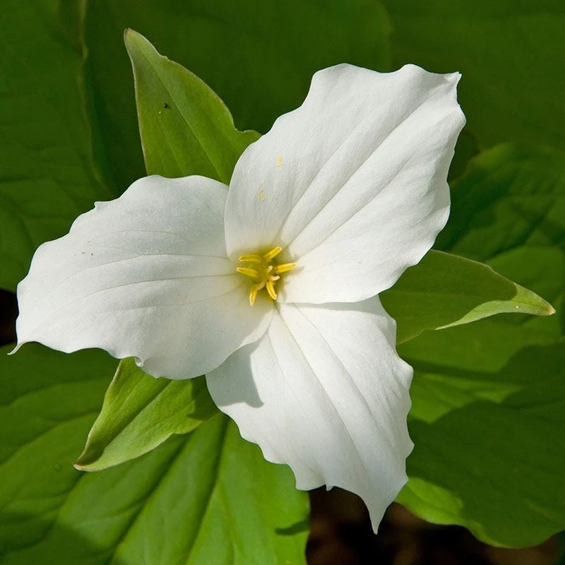 White Trillium - Image 4