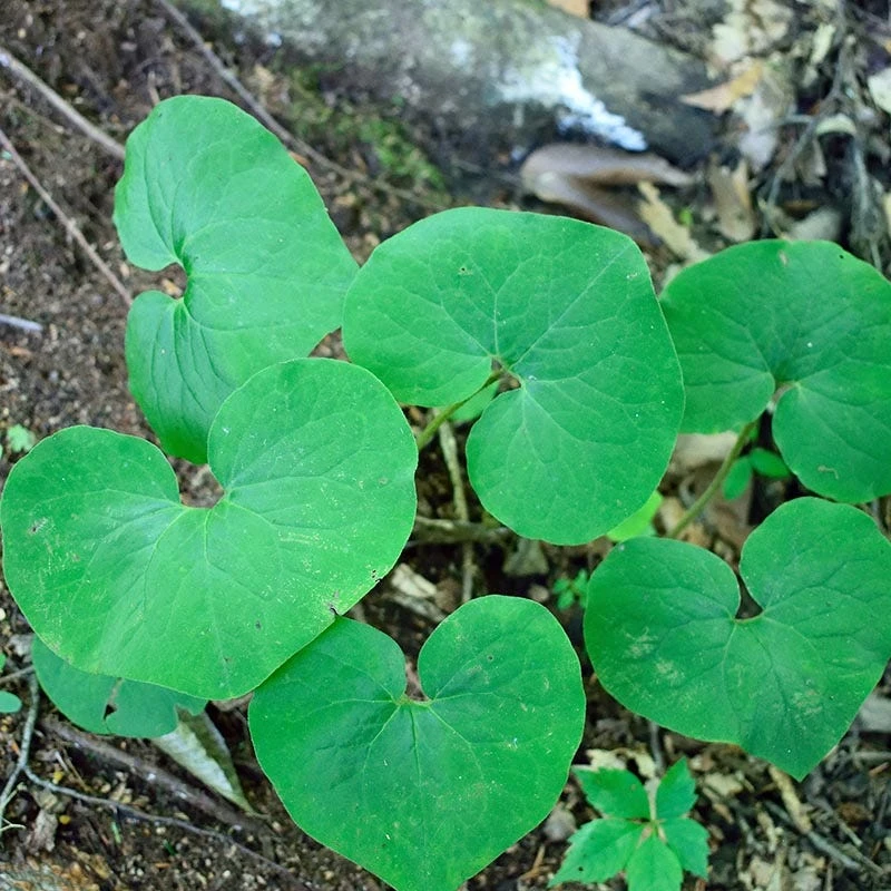 Wild Ginger - Image 2