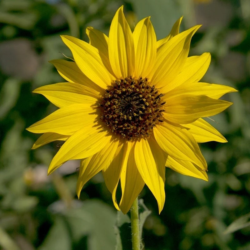 Wild Sunflower Seeds - Image 7