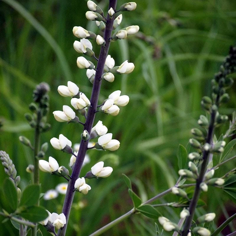 White Baptisia - Image 3