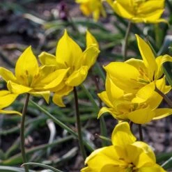 Naturalizing Nectar Low Grow Bulb Collection