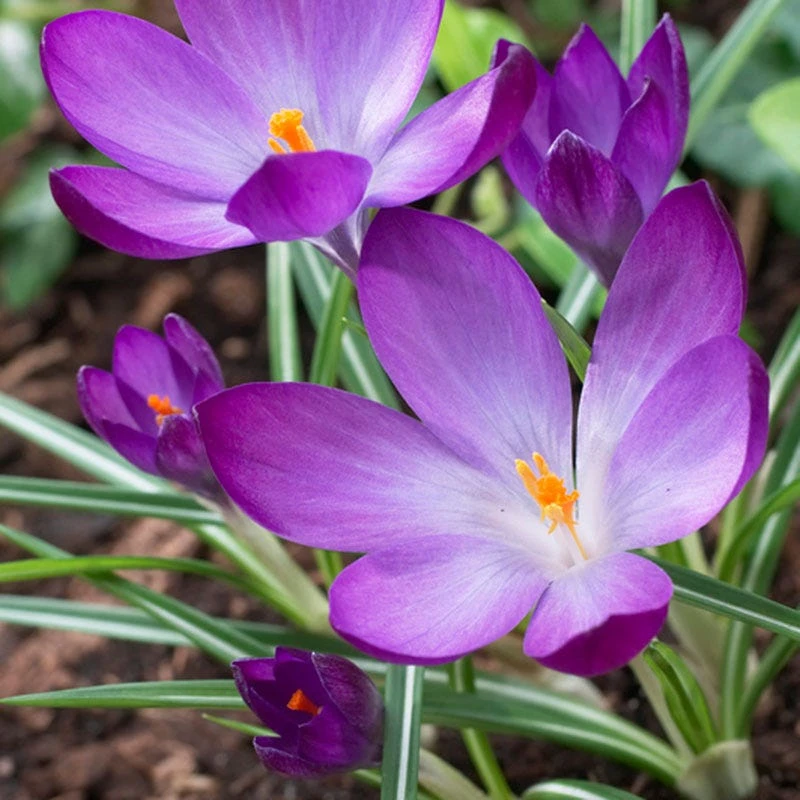 Ruby Giant Snow Crocus