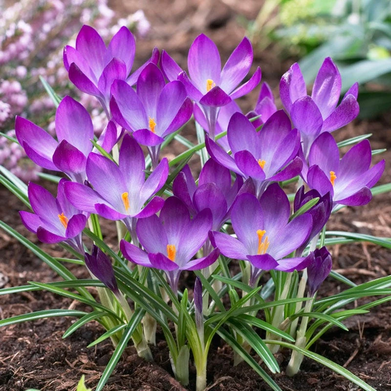 Ruby Giant Snow Crocus - Image 2
