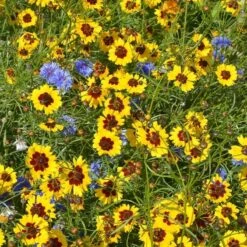 Wildflower Yard Annual Bold Color Seed Mix