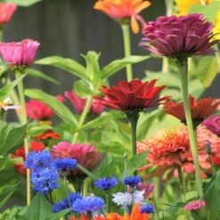 Annual Curb Appeal Wildflower Seed Mix