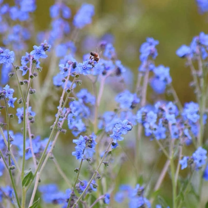 Annual Curb Appeal Wildflower Seed Mix - Image 2