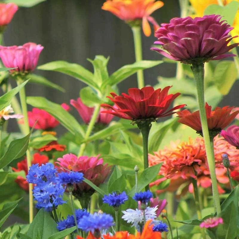 Annual Curb Appeal Wildflower Seed Mix - Image 5