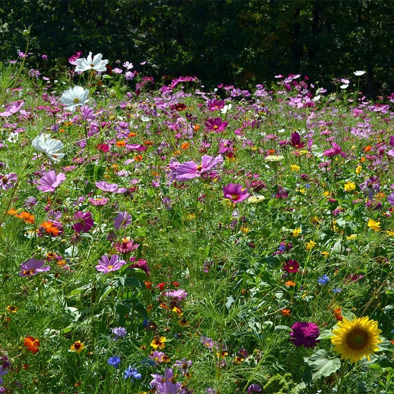 Butterfly & Hummingbird Wildflower Seed Mix - Image 7