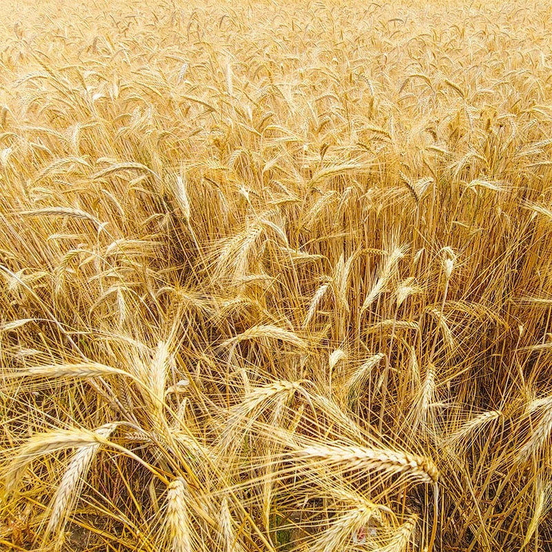 Winter Rye Grass Seeds - Image 3