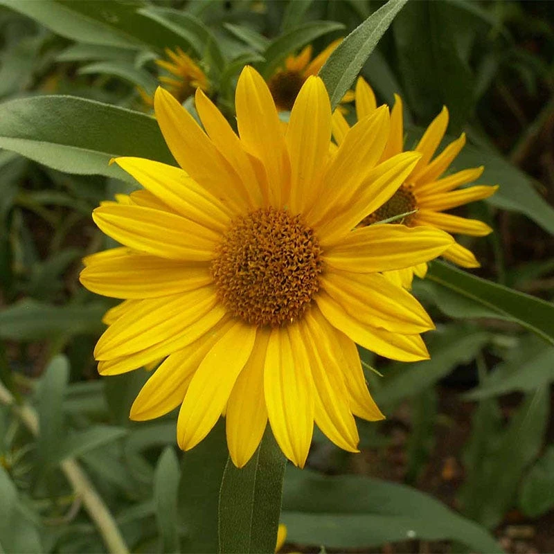 Maximilian Sunflower Seeds - Image 2