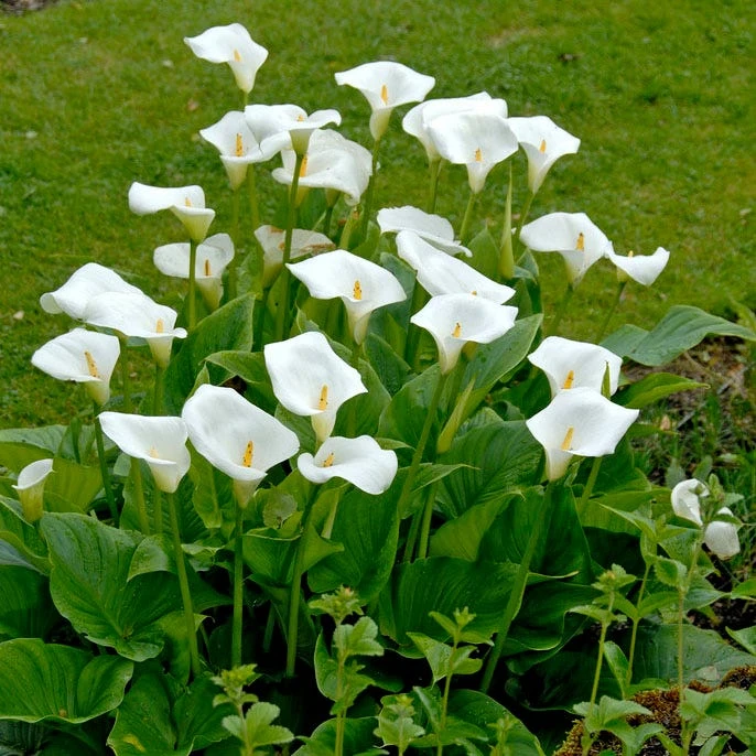 White Florist Calla Lily - Image 4