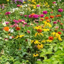 Mini Meadows Wildflower Seed Mix