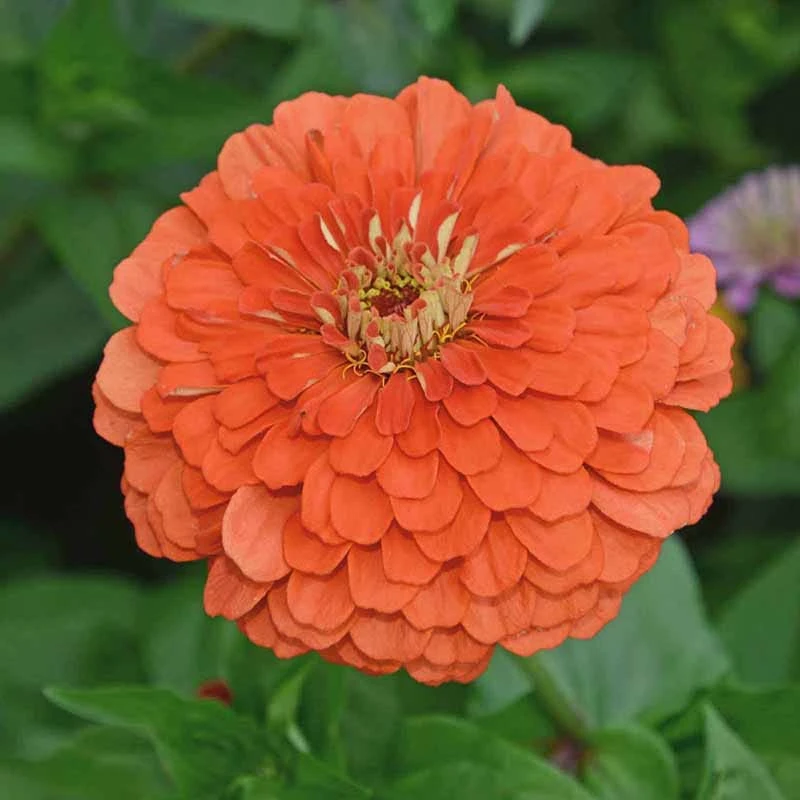 Find Your Zen Zinnia Seed Collection - Image 4