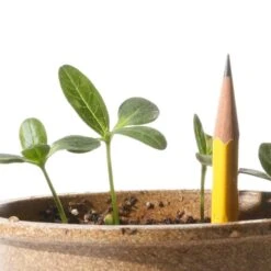 Zinnia Seeds Cut And Come Again