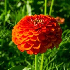 Zinnia Seeds Orange King