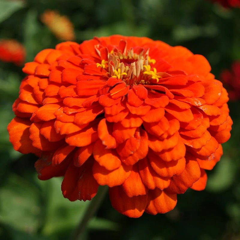 Zinnia Seeds Orange King - Image 2