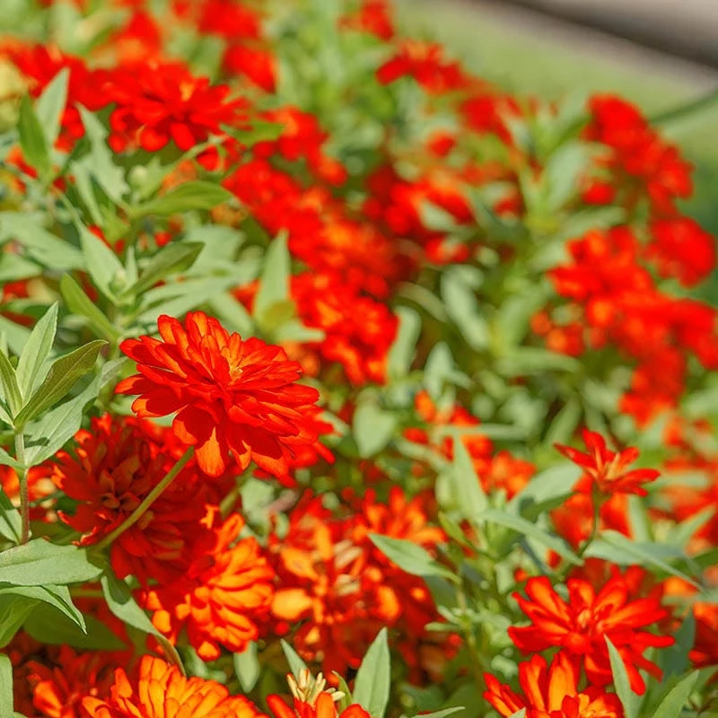 Zinnia Seeds Orange King - Image 5