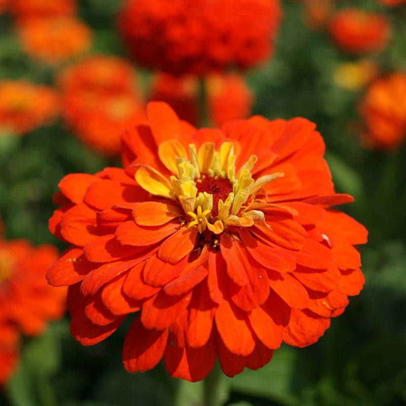 Zinnia Seeds Orange King - Image 3