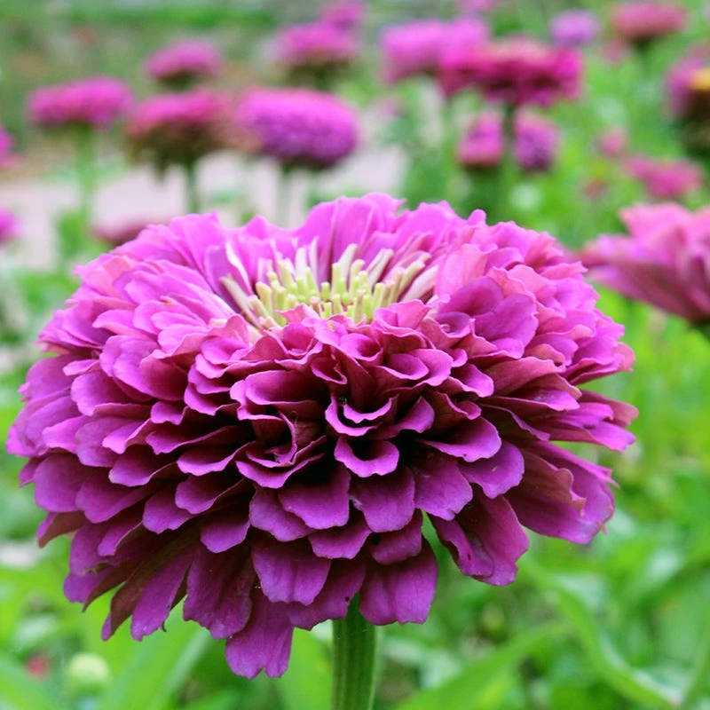 Purple Wildflower Seed Mix - Image 3