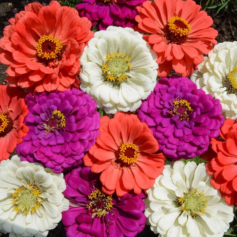 Sulphur Cosmos & Zinnia - Under The Sea Seed Combo - Image 2