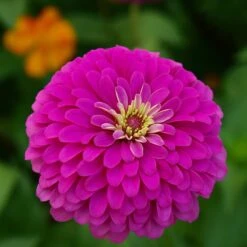 Zinnia Seeds Violet Queen