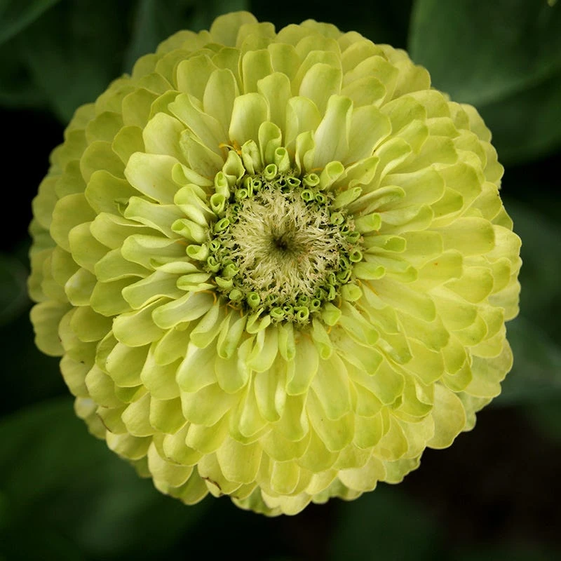 Find Your Zen Zinnia Seed Collection - Image 2