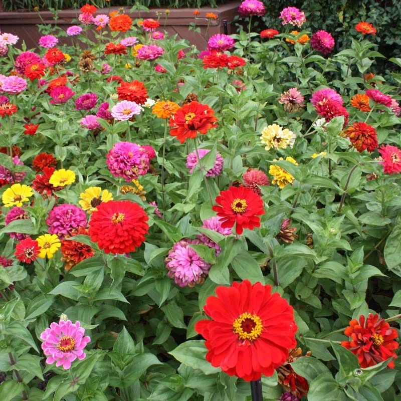 Zinnia Seed Mix