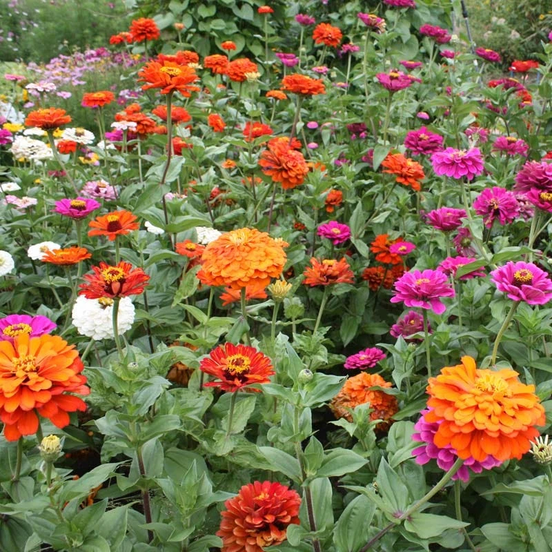 Zinnia Seed Mix - Image 2