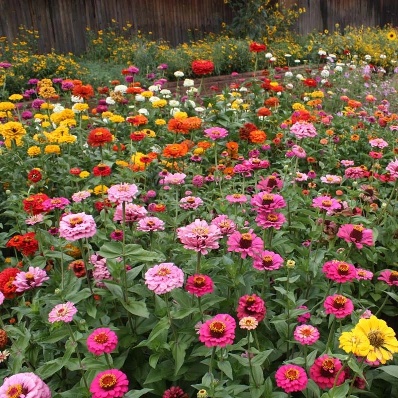 Zinnia Seed Mix - Image 3