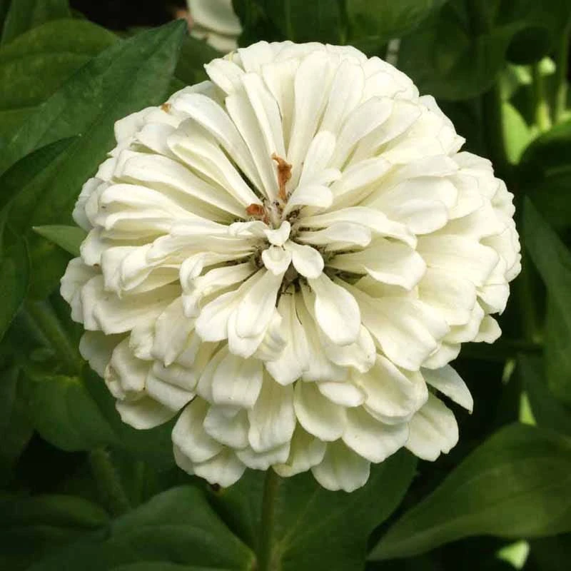 Find Your Zen Zinnia Seed Collection - Image 3